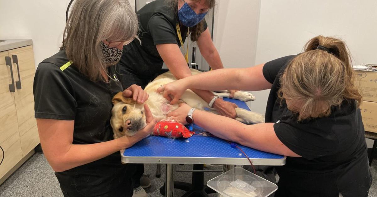 Pupdates Future guide dogs donate blood for Canadian Animal Blood Bank CNIB